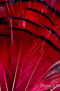Faisan doré - 4-6 cm - orange doré-bordeaux